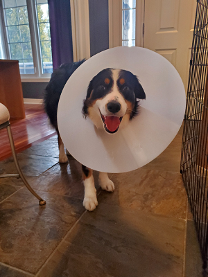 Caring for a dog after surgery